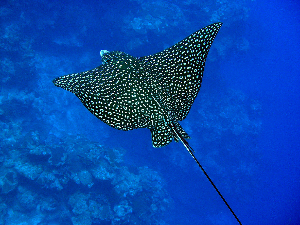 https://sail-belize.com/wp-content/uploads/2024/06/Spotted-Ray.jpg